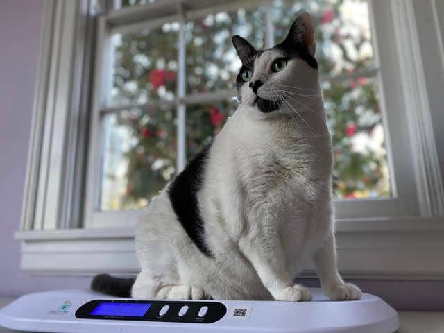 <p>Kay Ford</p> Patches sitting on his scale