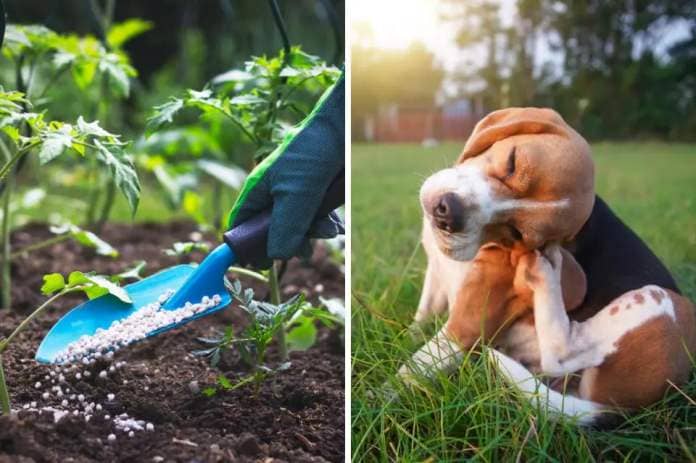 This is what happens if a dog accidentally eats or steps on plant fertilizer, according to a vet <i>(Image: Getty Images)</i>