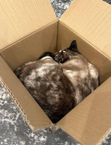 <p>Courtesy of Carrie Stevens Clark</p> Galena the displaying her love for hiding in boxes