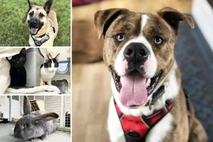 Can you give any of these Essex RSPCA pets a home? <i>(Image: Danaher Animal Home)</i>