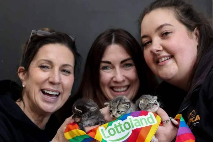 DSPCA’s Linda Cheevers, Becky O’Kane and Nicola Gibbons with two week old kittens that were found abandoned in a box in South Dublin earlier this month