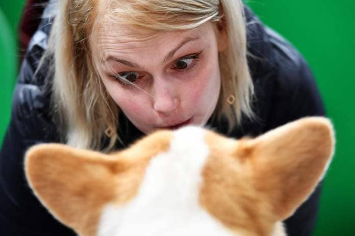 https://www.gettyimages.co.uk/detail/news-photo/woman-talks-to-a-welsh-corgi-on-day-3-of-the-crufts-dog-news-photo/1205622596