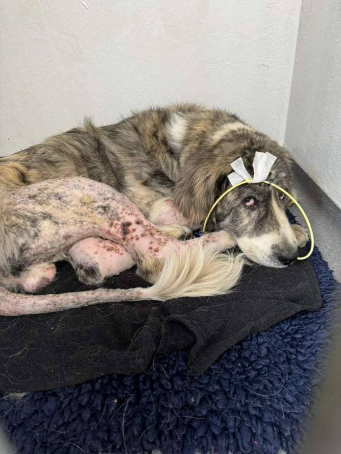 The Northern Echo: Badger the Dog recovering well Credit: JP VETS