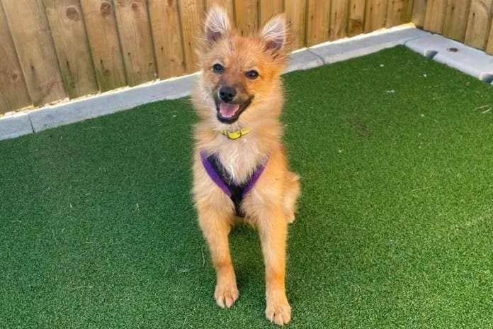 Five month old Mitzi is an energetic young dog who is looking for a home that can keep up!