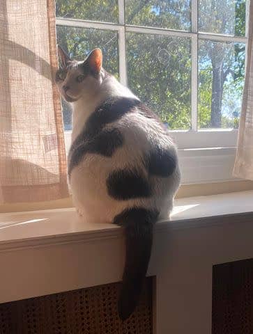 <p>Kay Ford</p> Patches enjoying a window perch