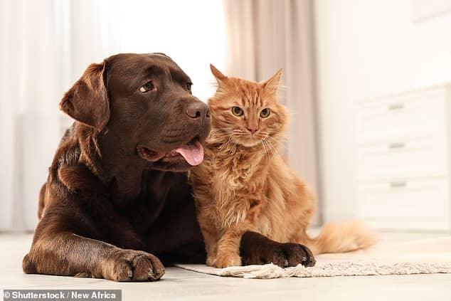 A study has found evidence of multidrug-resistant bacteria being passed between sick cats and dogs and their healthy owners in Portugal and the UK
