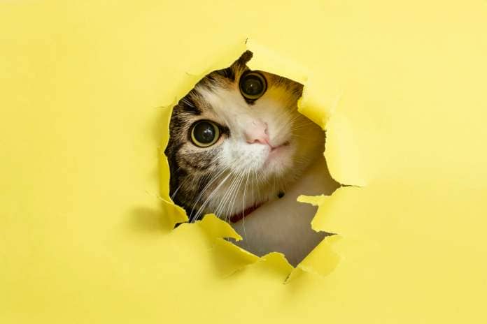 https://www.gettyimages.co.uk/detail/photo/cute-cat-with-tilted-head-looking-or-peaking-thru-a-royalty-free-image/1440143923