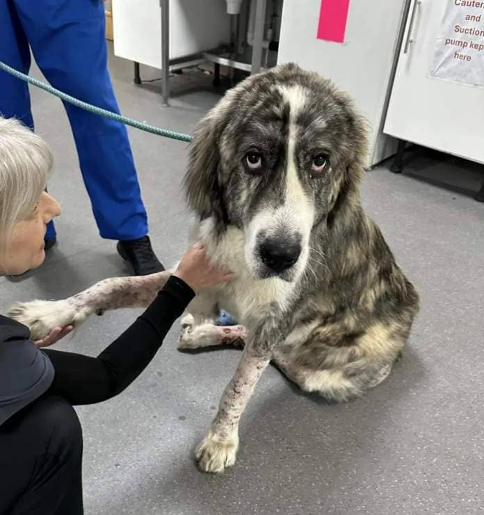The Northern Echo: Badger the Dog recovering well Credit: JP VETS