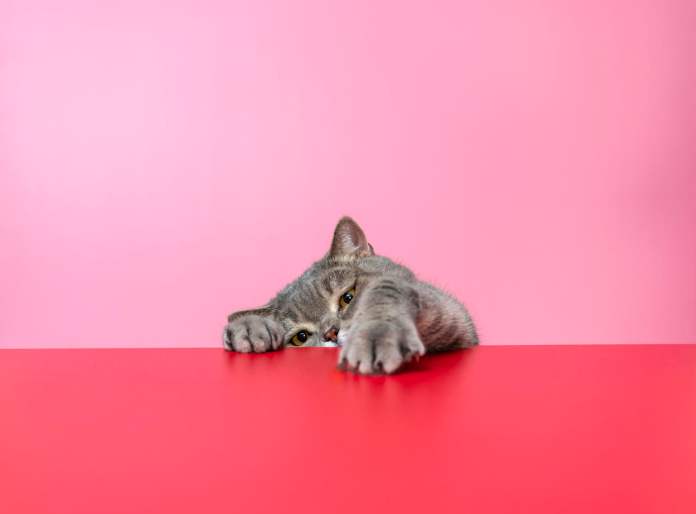 https://www.gettyimages.co.uk/detail/photo/british-shorthair-cat-on-red-desk-royalty-free-image/1308885315