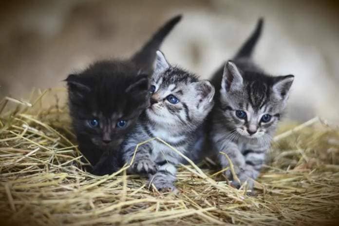 The court heard the case involved prolonged neglect in a commercial context. File photo of kittens <i>(Image: Pixabay)</i>