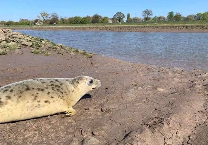Seals released at Sutton Bridge by the RSPCA
