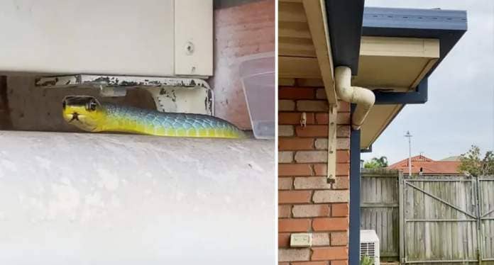 The common green snake up close on the gutter (left) with a bird sitting on the backyard fence close by (right). 
