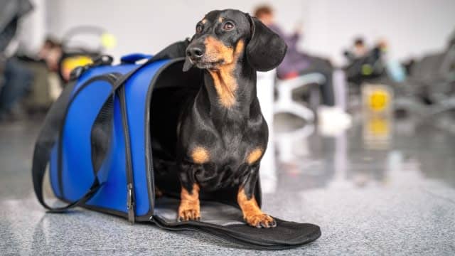 Dachshund dog sits in blue pet carrier in airport.