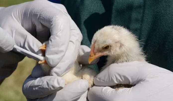 Baby chicken getting tested for avian flu