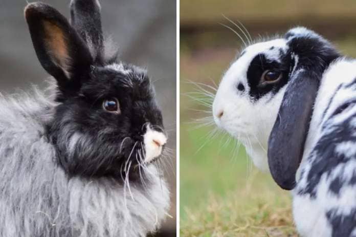 Isle of Wight County Press: Rabbits Dougie and Dora.