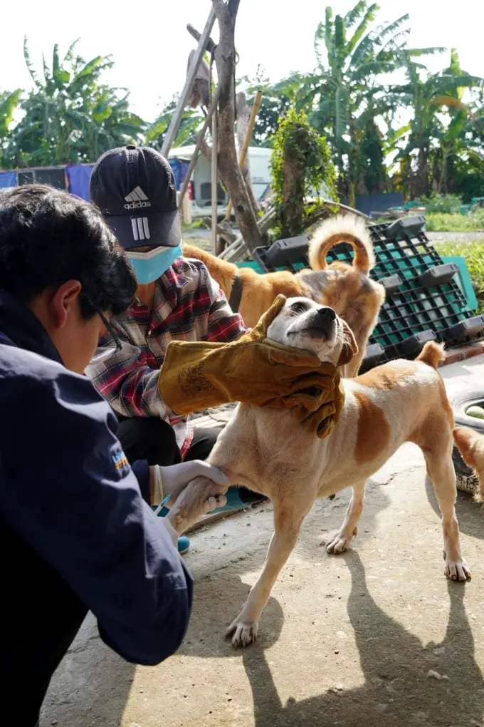 Volunteers care for animals at a dog and cat rescue center in Thanh Oai district, Hanoi, 2023. Photo by San Nha Nhieu Cho