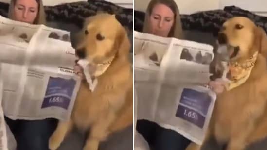 The image shows a very cute dog shredding a newspaper into pieces to get its human's attention. (Reddit/@its_Sh_k_m)