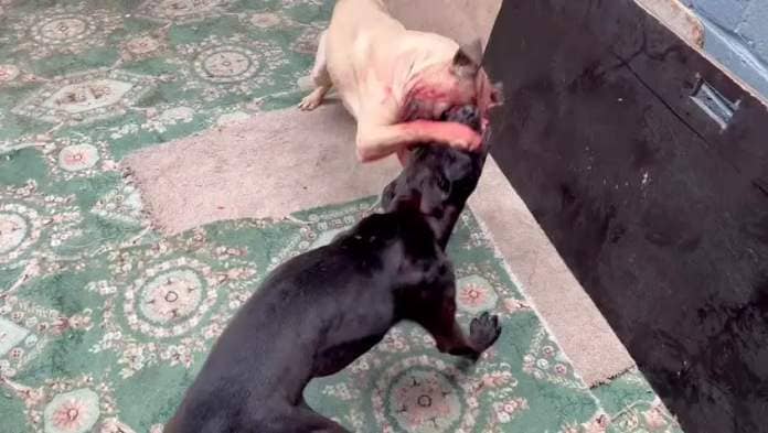 A still of an unknown dog fight taken from Ali’s phone (RSPCA/PA)