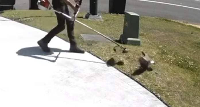A video still shows a gardener attacking a plover with a grass trimmer in Beresfield.