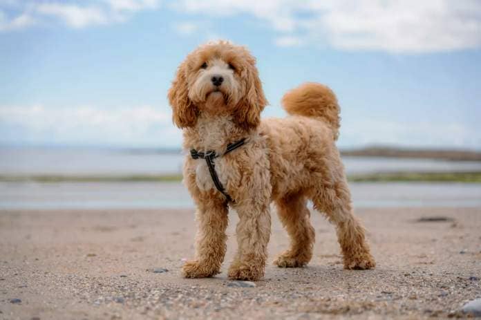 Poodle crosses are very popular dogs. (Getty Stock Photo)