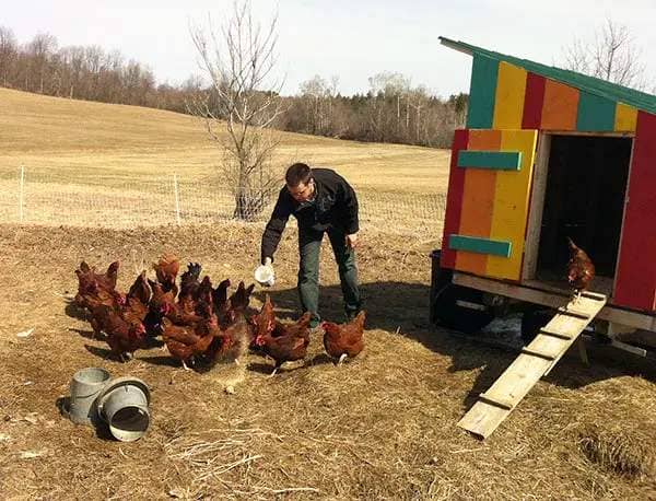 St. Lawrence University student, David Smith, tending the flock of chickens at the university's sustainability farm on Rt. 68 in Canton. Photo: Todd Moe 