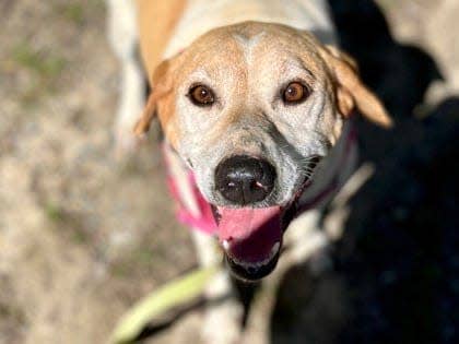 Single female seeks companionship. Loves Pina Coladas and getting caught in the rain. Who am I kidding?! I don’t like yoga either, but I do have half a brain! If you feel like a 2-year-old hound dog could be the love that you’ve looked for, call me and let’s escape! My number is 828-649-3190 and my name is Tamara.