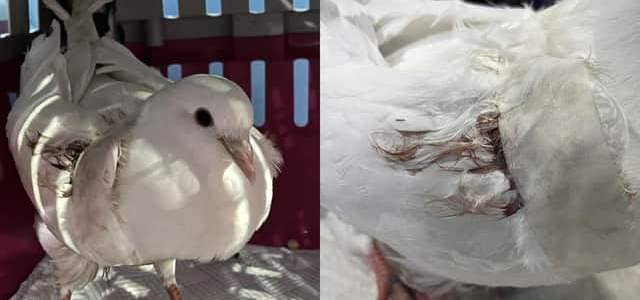 Resident Janice Wilkinson, who is passionate about birds, has been taking care of the injured pigeon for the last few days.