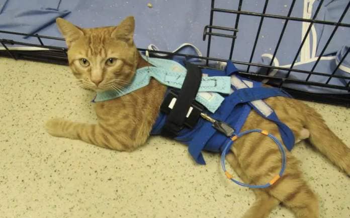 A hospital staff member took this 2019 photo of a cat used in experiments at the Louis Stokes Cleveland VA Medical Center. Tests involved placing electrodes in the cat’s bladder and using a device to stimulate urination. The VA in 2024 is seeking to implant wires and sensors in the legs and backs of cats in a separate experiment to test an implant for translating signals from a prosthesis to the nervous system. 