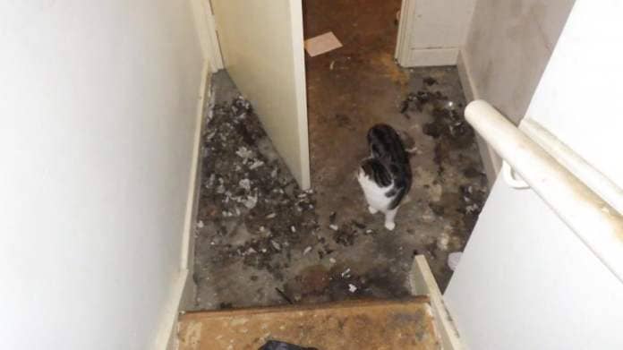 York Press: The RSPCA said cat faeces were found in the flat after the animals were left alone for nine days
