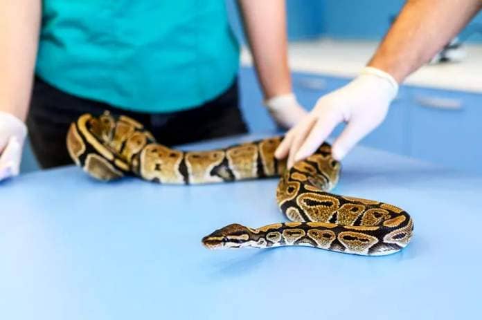 <p>dardespot/Getty</p> A python snake at an animal hospital (stock photo)