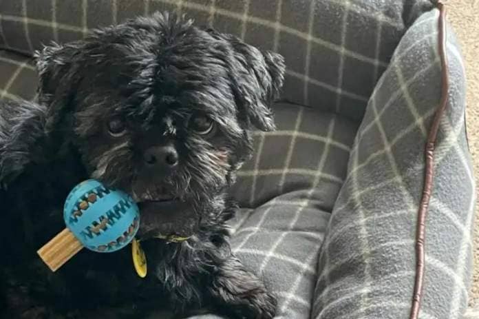 Dogs Trust Manchester's Buster the Shih Tzu is looking for a new home - can you help? <i>(Image: Dogs Trust)</i>