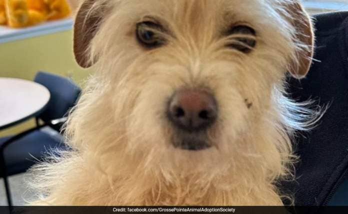 Missing Dog's Dramatic Reunion With US Family, 2,000 Miles From Home
