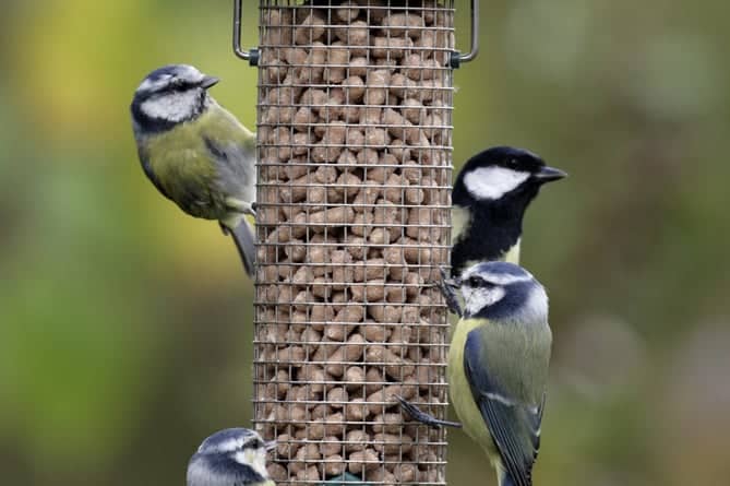 Blue tits and a great tit on a garden feeder.