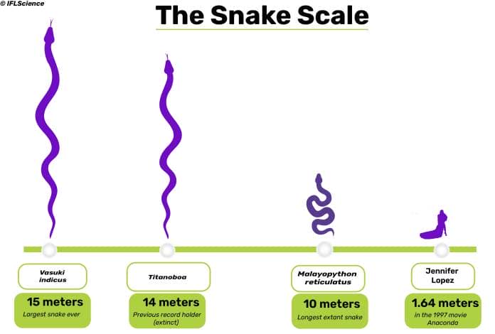 A size comparison illustration of different snakes, including anaconda and titanoboa.
