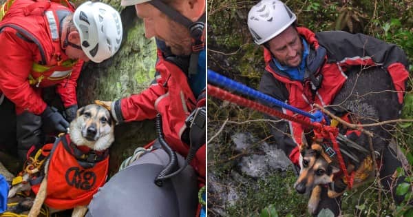 The cute dog was winched back to safety with a rescuer 