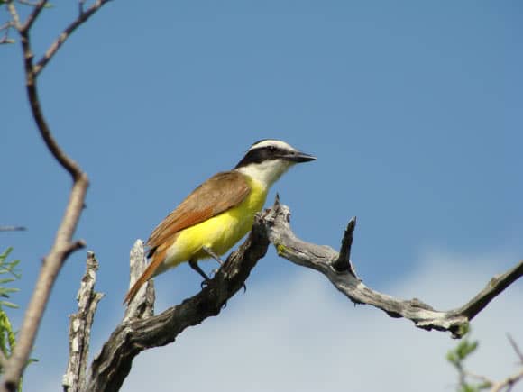 The great kiskadee (Pitangus sulphuratus) in Beeville, Texas, the United States, in July 2011. Image credit: Tess Thornton / CC BY-SA 3.0 Deed.