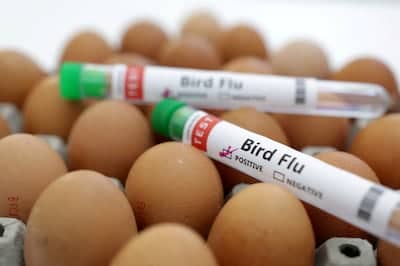 Bird flu spreads easily between farmed birds, more than half a billion of which have been slaughtered to control outbreaks. Reuters
