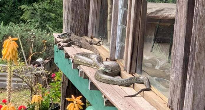  coastal carpet python and adult lace monitor (goanna) at a home in Nimbin.