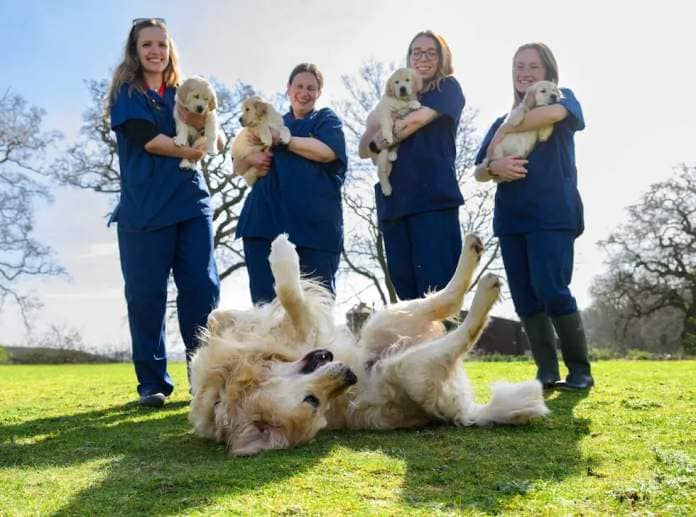Trigger, a U.K. guide dog, retired after fathering 323 puppies.