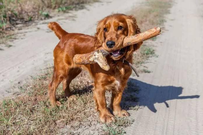 The Cocker Spaniel is a dog that needs plenty of exercise to maintain a healthy weight - between 13-14.5kg. If you look after this breed, you can expect it to live to 13.3 years.
