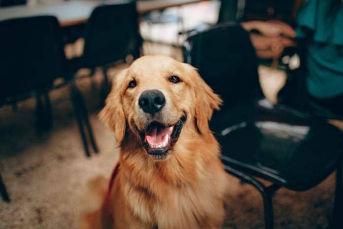 The ever-popular Golden Retriever is known to be kind and gentle. The breed was created by Sir Dudley Marjoribanks at his Scottish estate Guisachan in the late nineteenth century. Expect dogs of this breed to live an average 13.2 years.