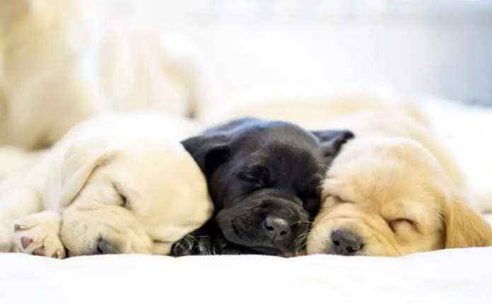 Three guide dog puppies sleeping