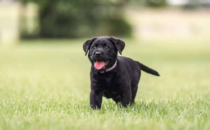 Guide Dog black puppy standing on grass