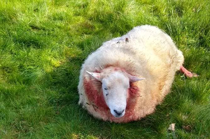 One of the injured sheep after a dog attack in Brompton Regis last week. 