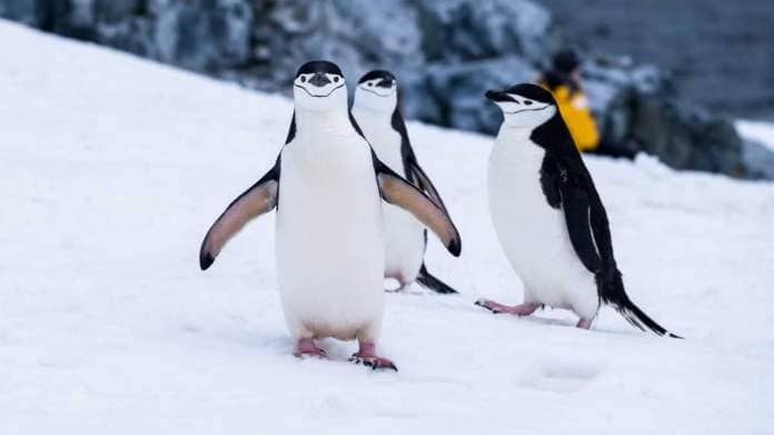 World Penguin Day 2024: Know why the day is celebrated and other facts related to the bird