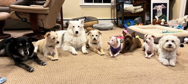 <p>Melissa Shapiro, DVM</p> Piglet (fifth from left) with his seven canine siblings