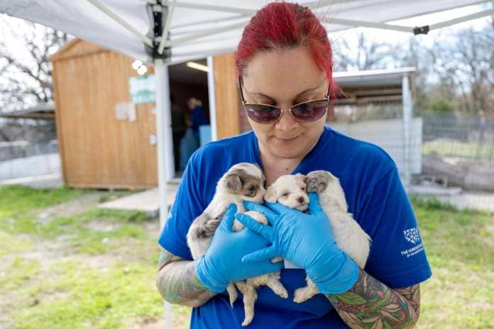 The Humane Society of the United States is assisting the Johnston County Sheriff’s Office in the rescue of dozens of dogs and puppies from a rural property as part of an alleged cruelty situation at two puppy mills in Milburn, Okla on Monday, March 11, 2024.