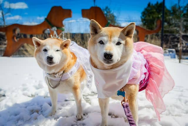 <p>Dog Grin Photography</p> Suki (left) and her sister and maid of honor, Mika