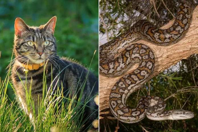 <p>Getty</p> A stock photo of a brown tabby cat (left) and a stock photo of a Murray Darling Carpet Python