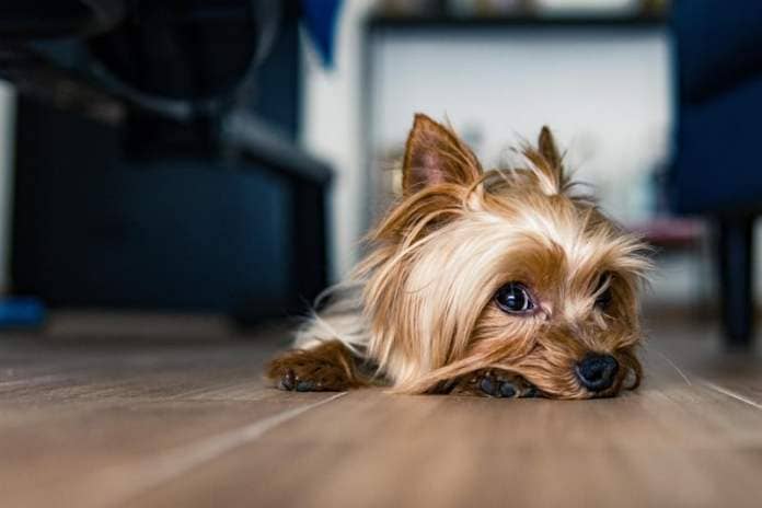 The Yorkshire Terrier is a small dog with a big personality. They are feisty and loving, and they make great companions for people of all ages. Their median life expectancy is 13.3 years.